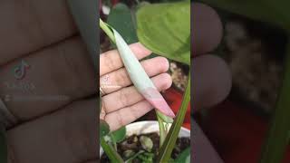 My Philodendron White Princess finally got pink variegation plantcollection variegatedplants [upl. by Cost]