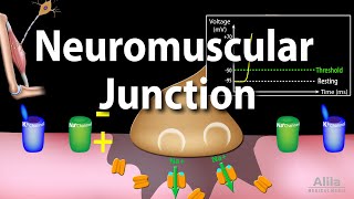 Neuromuscular Junction Animation [upl. by Boardman76]