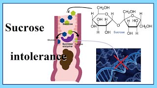 sucrose intolerance [upl. by Elyk]