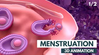 Menstrual Cycle Basics  3D animation 12 [upl. by Corso]