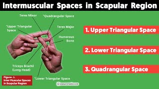 Inter Muscular Space in Scapular Region  Upper amp Lower Triangular Space Quadrangular Space  TCML [upl. by Alcock]