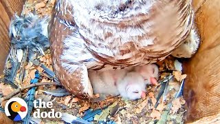 Watch These Baby Owls Hatch and Learn to Fly  The Dodo [upl. by Yblehs695]