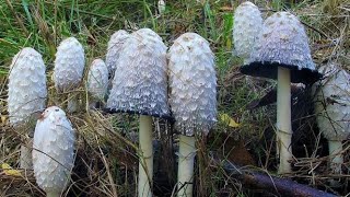 SETA COPRINUS COMATUS pronto video completo [upl. by Barimah82]