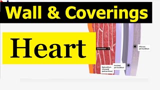 External Structure of the Heart  Wall and its coverings  Nursing Lecture [upl. by Eilloh600]