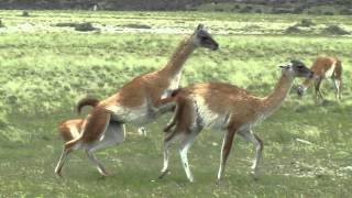 GUANACOS ENAMORADOS HACIENDO UN ACTO DE AMOR DELANTE NUESTRO [upl. by Nodnalb]