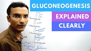 Gluconeogenesis Biochemistry [upl. by Cathrin407]