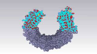 Molecular surface of tolllike receptor [upl. by Neelear271]