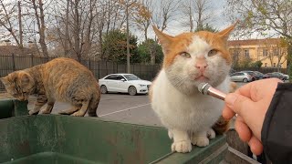 I Interviewed an Angry Cat with a Tiny Mic [upl. by Kaule]