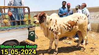 Bhains Colony Mandi Karachi Cattle Update 15052024 Biopari On Fire 🔥Ab Kia Hoga😳 Cow Mandi 2024 [upl. by Theron234]