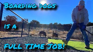 dog boarding business from home is a FULL TIME JOB dogboarding vlog [upl. by Assertal712]