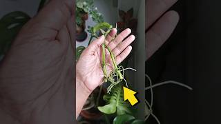 How to propagate Monstera adansonii  plants propagation monstera [upl. by Nani785]