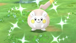 Shiny Togedemaru Spotlight Hour [upl. by Asseram]