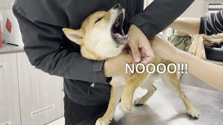 Shiba Inu Puppy screaming during vaccination She cries so loud [upl. by Enytnoel]