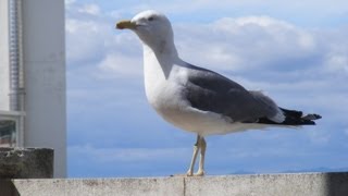 Le Goéland est un oiseau de mer [upl. by Brader237]