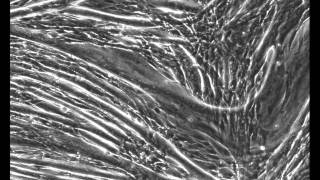 C2C12 muscle fiber contraction [upl. by Aynad]