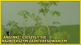 Lubin Wymienili się kwiatami [upl. by Brookhouse328]