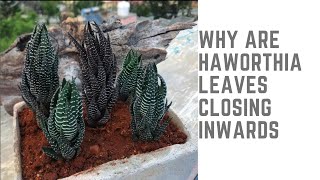 WHY ARE HAWORTHIA LEAVES CLOSING INWARDS [upl. by Darian738]