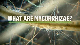 MYCORRHIZAE How does the symbiosis take place [upl. by Salomi]