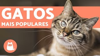 OS GATOS MAIS RAROS E ÚNICOS DE TODO O PLANETA QUE VÃO TE IMPRESSIONAR  DOCUMENTÁRIO ANIMAL [upl. by Acinoda]