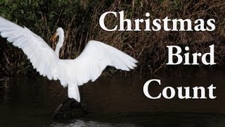 Audubons Christmas Bird Count [upl. by Ejroj]