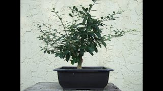 Shohin Ilex Shillings Pre Bonsai Fall Styling Sept 16 24 [upl. by Hploda741]