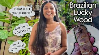 Brazilian Wood Plant  Current condition How to Care for Brazilian Lucky Wood  Dracaena Fragrans [upl. by Llertnahs]