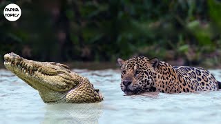 How JAGUARS Kill CROCODILES Of AMAZON Jungle  Jaguar Vs Crocodile [upl. by Wilden472]