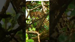 Jaguar hunting Caiman2 shorts animalshorts shortfeed shortvideo viral [upl. by Atteynod505]