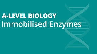 Immobilised Enzymes  Alevel Biology ❗VIDEO UPDATED  LINK IN DESCRIPTION👇 [upl. by Marvin]