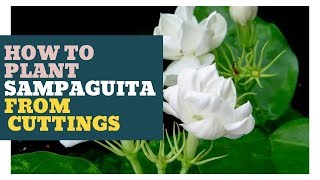 How To Plant Sampaguita Cuttings Tagalog [upl. by Anikes]