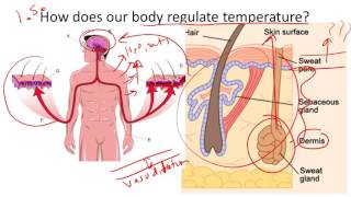 Thermoregulation [upl. by Eissim]