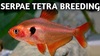 Serpae tetra breeding step by step  Tetra fish breeding  Serpae tetra [upl. by Camilo]