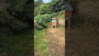 Nucs ready for overwintering bee colonies have grown nicely beelife beekeeping beeyard [upl. by Giorgio980]