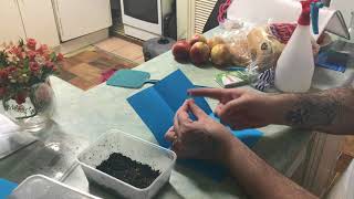 Planting Gesneriad Seeds Streptocarpus amp African Violet [upl. by Jarib]