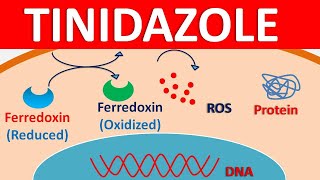 Tinidazole 500 mg  Mechanism side effects precautions amp uses [upl. by Ratcliffe885]