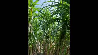 kisanchetna new variety 3102 sugarcane farmer farming shorts shortvideo [upl. by Dunaville]