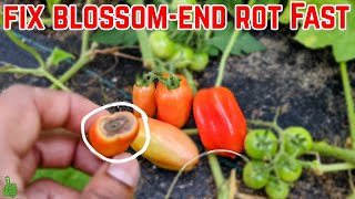 Why my Tomatoes Rotting at the Bottom  Why and How to fix this problem fast  tomatoes [upl. by Aidil]