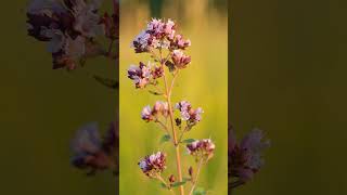 Oregano Origanum vulgare in Mint Family Lamiaceae  Observed in Description [upl. by Enobe824]