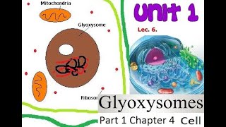 Glyoxysomes definition structure and function Fsc Biology CH 4 Cell [upl. by Dorfman]