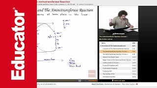 Aminotransferase Reaction  Biochemistry Tutorial [upl. by Mir]