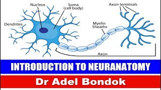 Introduction to Neuroanatomy Ventricular System and CSF Dr Adel Bondok [upl. by Holtz]