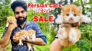 Persian Cats For Sale  Triple Coat Persian Kittens  Persian Cat price in india  Persian Cat  cat [upl. by Halyak]