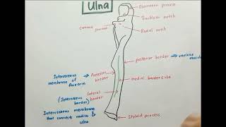 Anatomy of Ulna [upl. by Sigismund]