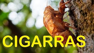 5 Datos INCREIBLES sobre las Cigarras Cigarras Cantando Documental Cigarras ElCoolFactShow Ep2 [upl. by Blim]