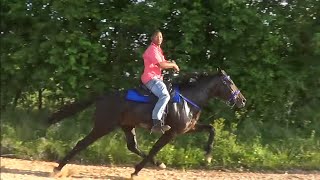 Road Race Trail Ride in Tollette Arkansas for Tennessee Walking Horses [upl. by Peregrine885]