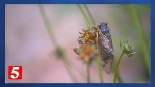 Certified Tennessee Naturalist encourages community to embrace Cicadas [upl. by Annod]