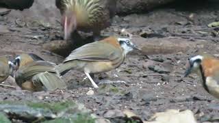 Lesser amp Greater Necklaced amp Whitecrested Laughingthrush Kaeng Krachan Thailand 27 Nov 2023 [upl. by Aisemaj]