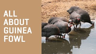 All About GUINEA FOWL [upl. by Aenil]