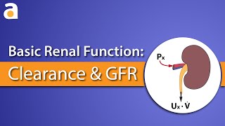 Basic Renal Function Clearance and GFR [upl. by Schaffel695]