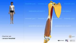 Les loges musculaires du bras [upl. by Gittel]
